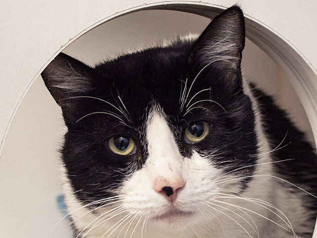 CAPA Pet of the Week -- Patches